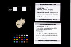 Foto (Objekt + Etikett) von Cracensigillatus acutirostris (Moericke, 1889)  (NHMW-GEO-1990-0041-2633)